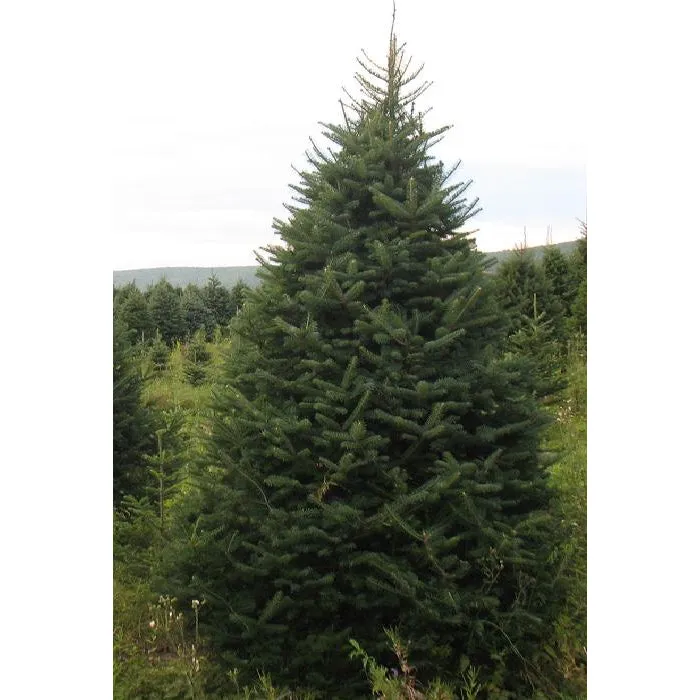 Balsam Fir Christmas Tree - Premium, Fresh Cut