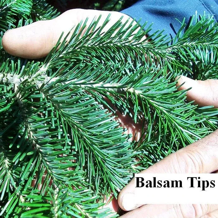 Balsam Fir Christmas Tree - Premium, Fresh Cut