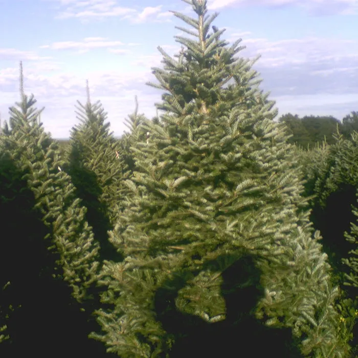 Balsam Fir Christmas Tree - Premium, Fresh Cut