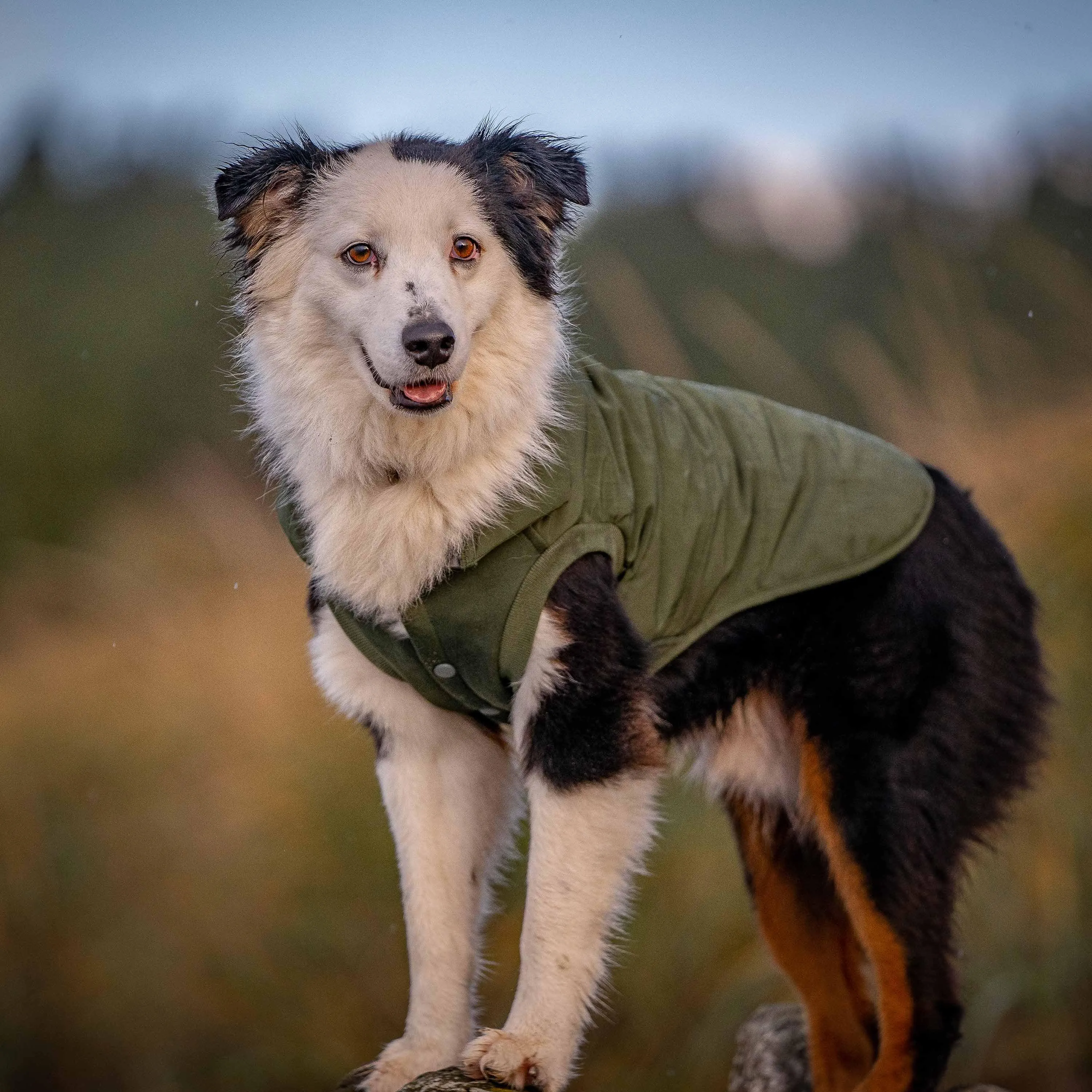 Windproof Waterproof Quilted Dog Puffer Jackets for Pets